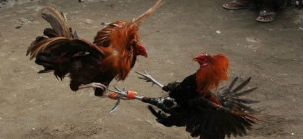Luigi Pelazza a ‘Le Iene’ mostra i combattimenti tra galli: “L’animale più crudele? L’uomo”