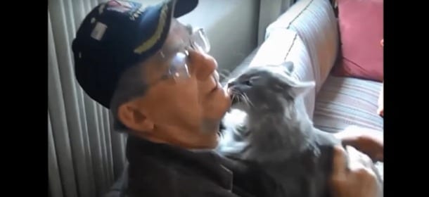 I gatti amano i loro proprietari tanto quanto i cani: la prova [VIDEO]