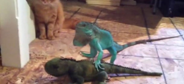 Iguana vs gatto: “Giù le zampe dalla mia fidanzata” [VIDEO]