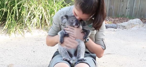 Il koala orfano ama le coccole ed è disposto a tutto pur di farsele fare [VIDEO]