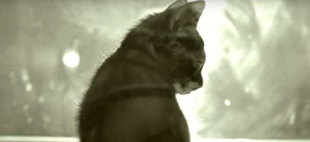 Un gatto canta ‘Hello’ di Adele: lo spot per le adozioni più tenero di sempre