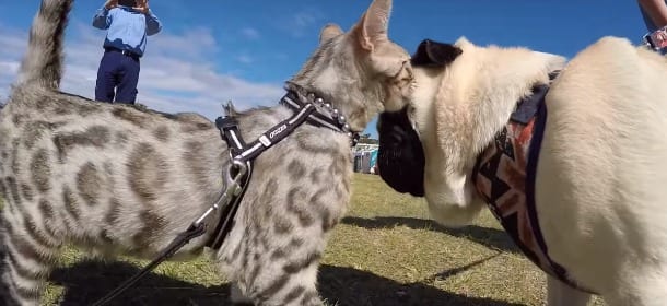 Un gatto "incontra" 50 cani: la loro reazione non ha prezzo [VIDEO]