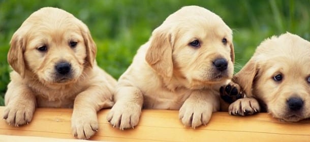 Cani e pidocchi: come riconoscerli ed eliminarli
