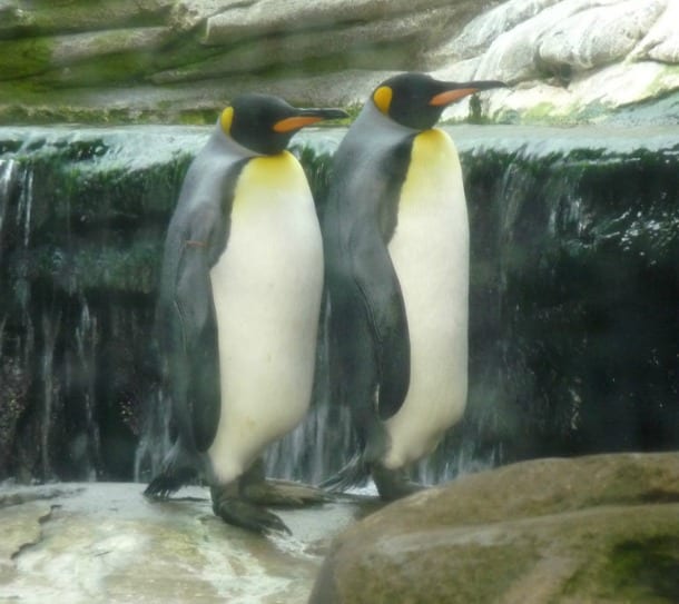 pinguini