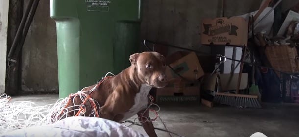 Il Pit Bull abbandonato era aggressivo e ringhiava: una carezza gli ha cambiato la vita