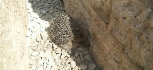 Roma, una famiglia di ricci abita il Colosseo ed è stata "adottata" dai guardiani