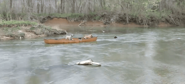 Cane eroe salva 2 Labrador intrappolati in una canoa e il video diventa virale
