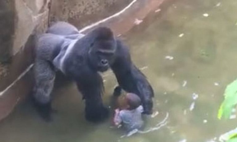 Gorilla ucciso allo zoo: un nuovo video integrale mostra cosa è successo veramente