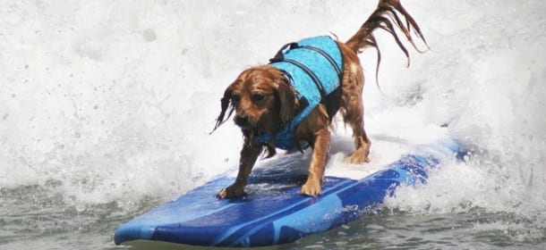 Riapre Baubeach: la spiaggia per cani ricca di servizi speciali