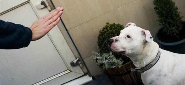 Il cane è sordo e nessuno lo vuole: impara il linguaggio dei segni e trova casa