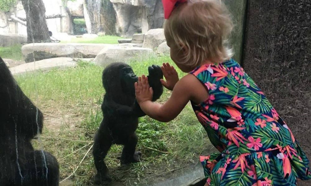 La foto del baby gorilla con la bimba diventa virale: ma per il motivo sbagliato