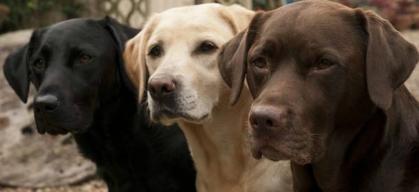 Perché i Labrador hanno sempre fame? La "colpa" è di un gene