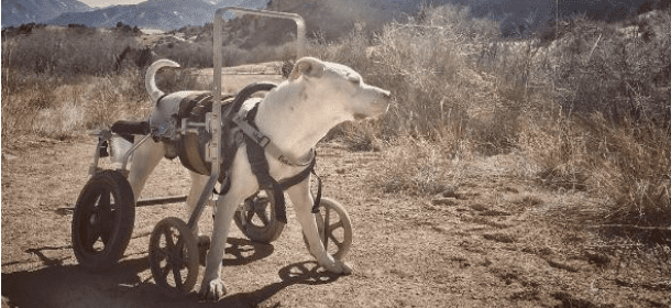 Mel, il Pit Bull col carrellino che gira il mondo con la sua famiglia [FOTO]