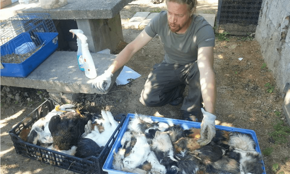 Spinea, uccisi anche gli animali rimasti: "Sono tornati e hanno finito il lavoro" [VIDEO]