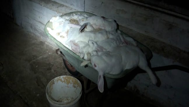 Allevamento lager a Forlì: conigli in condizioni estreme