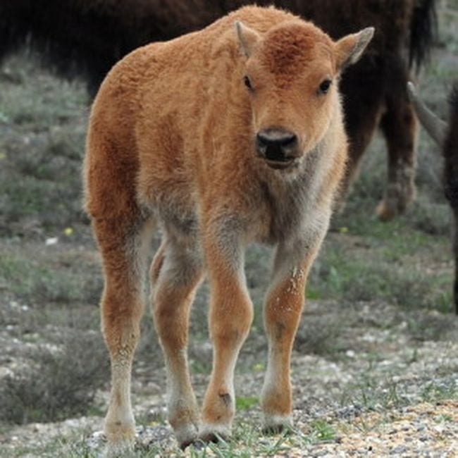 La triste storia del baby bisonte soppresso a causa dei turisti