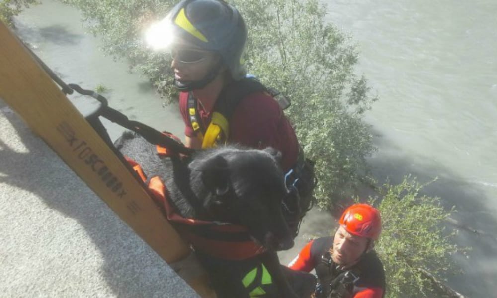 Cane precipita per 7 metri: salvato in extremis dai Vigili del Fuoco di Torino