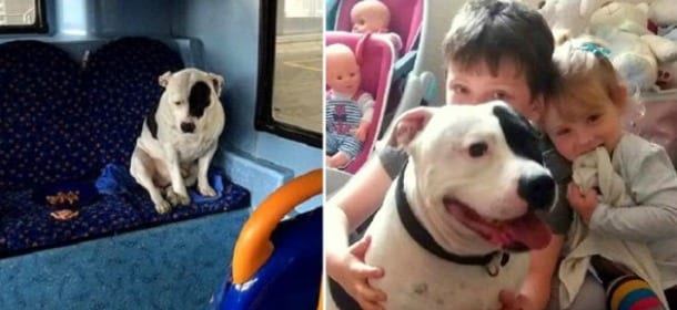 Il cane abbandonato in autobus torna a casa: i suoi occhi ora sorridono