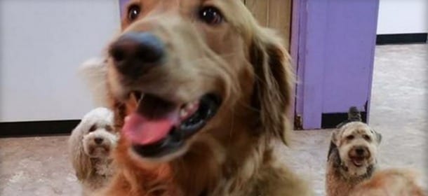 Golden Retriever scappa di casa per andare all'asilo dei cani