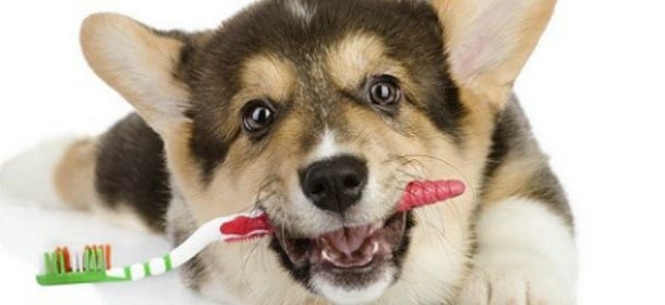 Il dentifricio può uccidere i cani: dagli Usa arriva l’allarme xilitolo