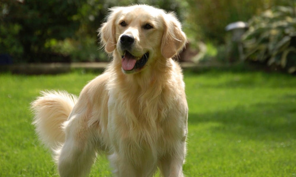 Il cane del marò Girone "ostaggio" in India: non gli hanno permesso di salire sull'aereo