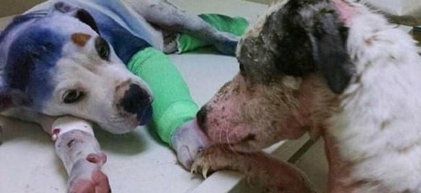 Un cane vittima di abusi consola la cucciola maltrattata con la zampa: la foto è virale