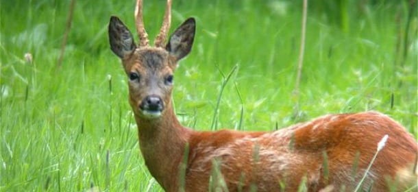 Uccide un capriolo a calci: 17enne rischia il carcere