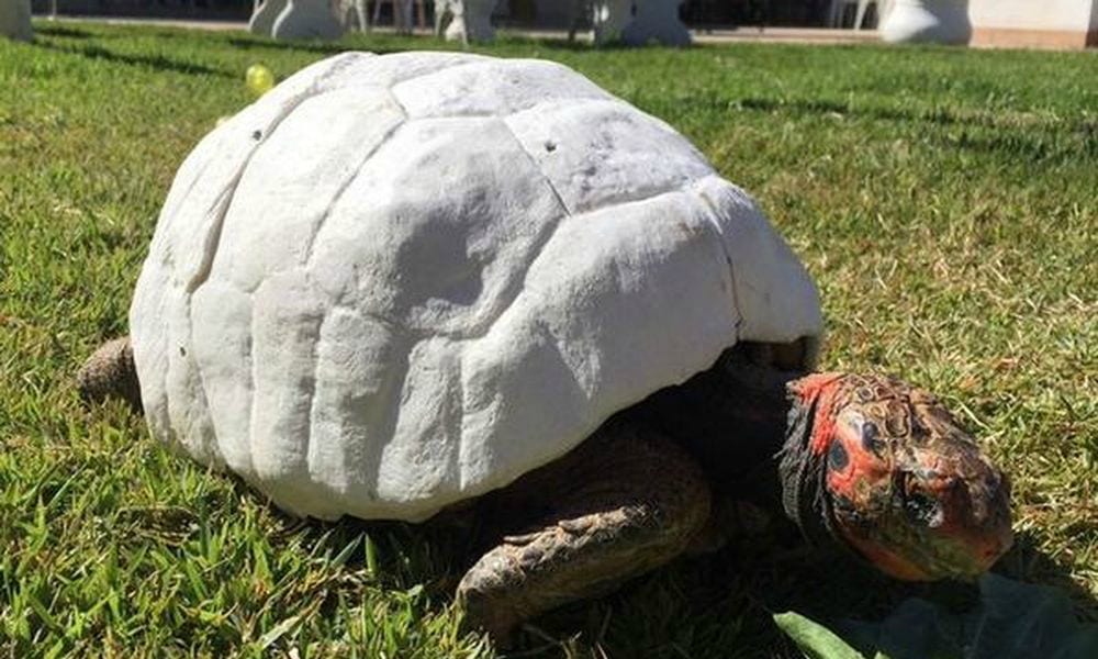 L’incredibile guscio di tartaruga realizzato in 3D