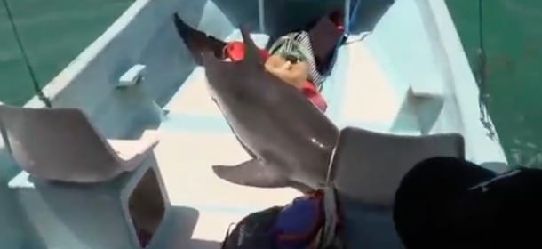 Il delfino salta sulla barca dei turisti: la loro reazione è sorprendente [VIDEO]