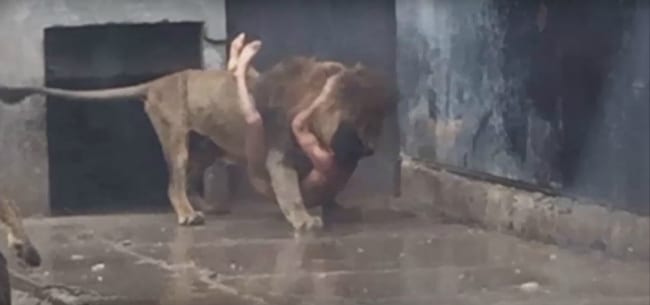 Tenta il suicidio lanciandosi nella gabbia dei leoni