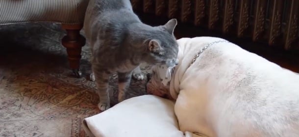 Il gatto cerca di svegliare l’amico cane: il finale è esilarante [VIDEO]