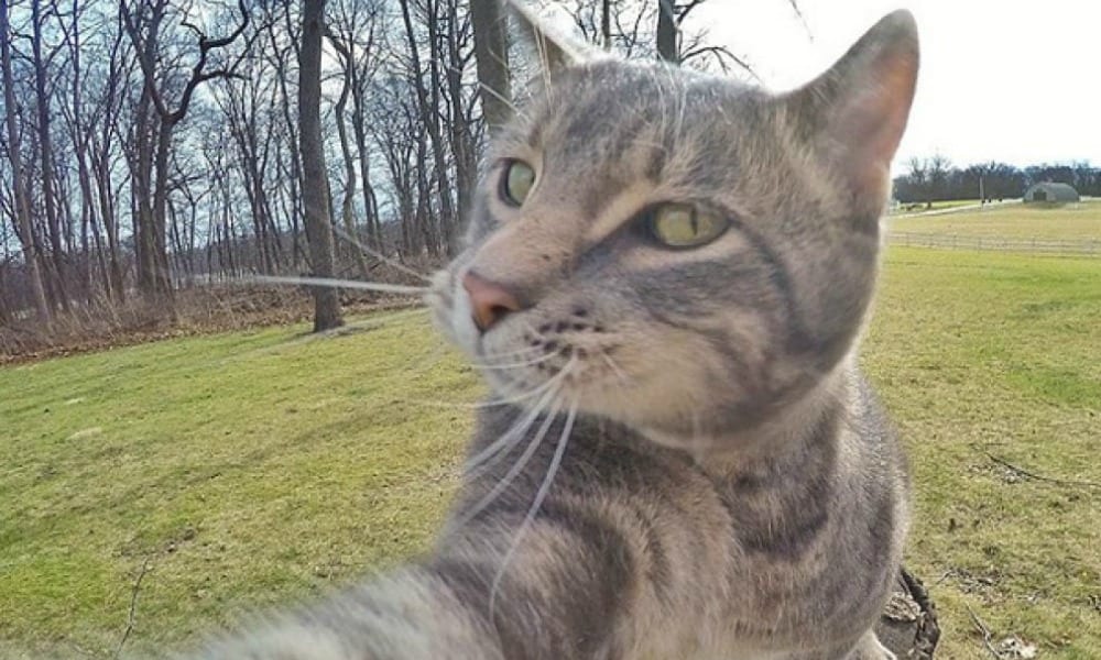 Cani e gatti "impuri": lo sceicco vieta i selfie