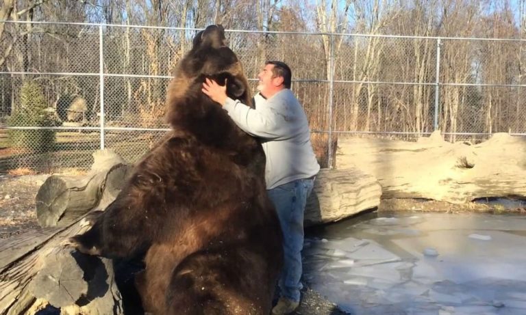 Jimbo: l’orso gigante che si comporta come un cucciolo [VIDEO]