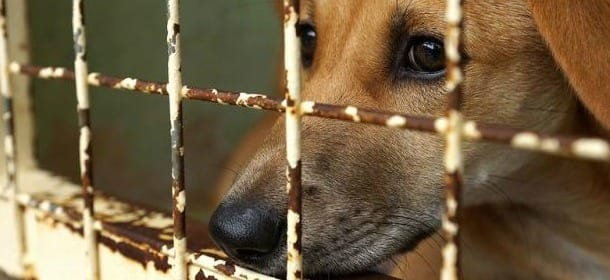 Carcere e pesanti sanzioni per chi maltratta gli animali in Lussemburgo