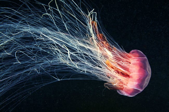 Misteri della natura: scoperta una nuova specie di meduse luminose