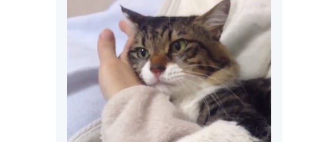 Il gatto vuole le coccole e si aggrappa al braccio della proprietaria [VIDEO]
