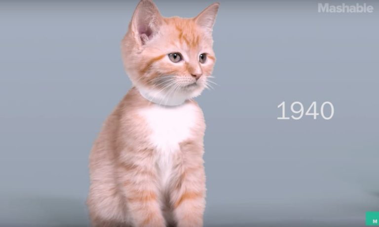 Come è cambiato il gatto domestico in 100 anni di storia [VIDEO]