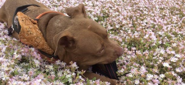 Il cane Palla ospite dell'Advantix Running, la corsa contro i maltrattamenti animali