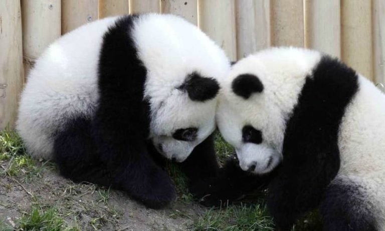 Due panda dispettosi non vogliono prendere la medicina [VIDEO]