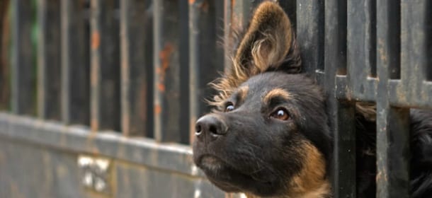 Bonus cane: sconti sulle tasse per chi adotta un cane