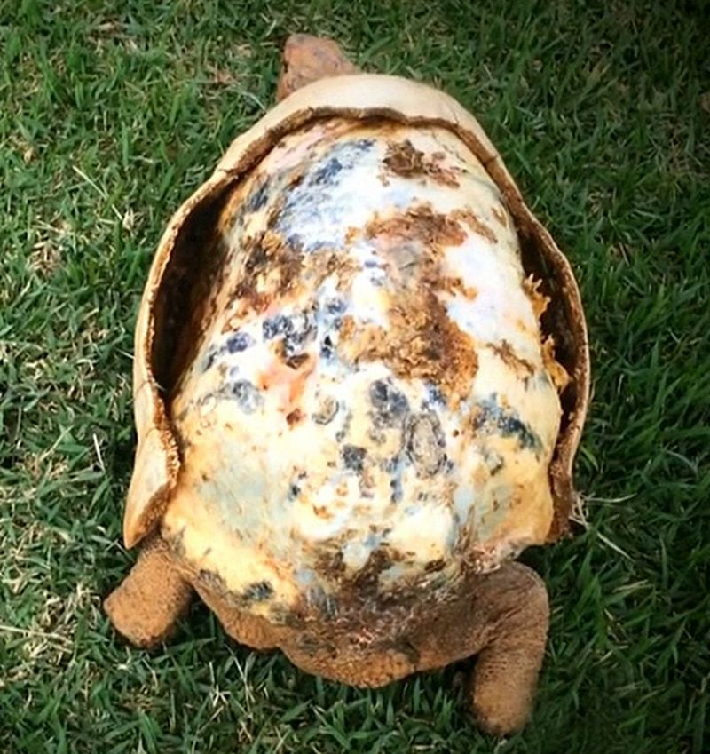 L’incredibile guscio di tartaruga realizzato in 3D