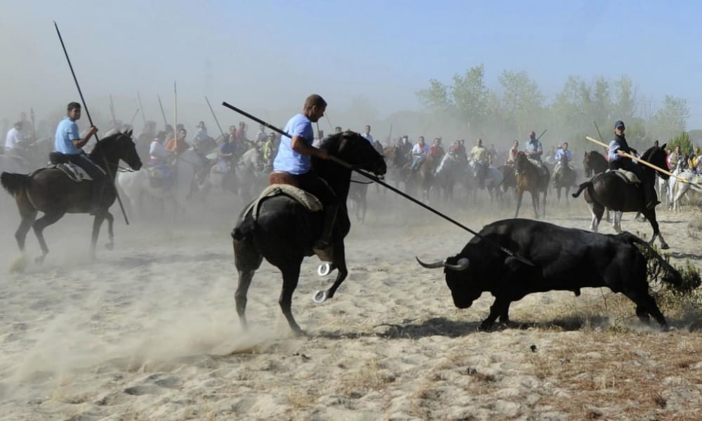 Basta a violenze e uccisioni durante il Torneo del Toro de la Vega