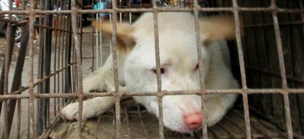Yulin, il Festival della carne di cane torna anche nel 2016: al via gli appelli per fermarlo