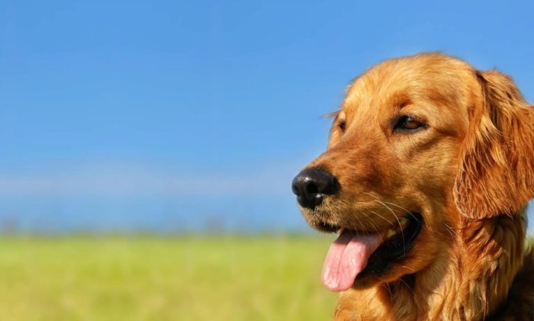 Cani: 7 rimedi casalinghi per la loro salute