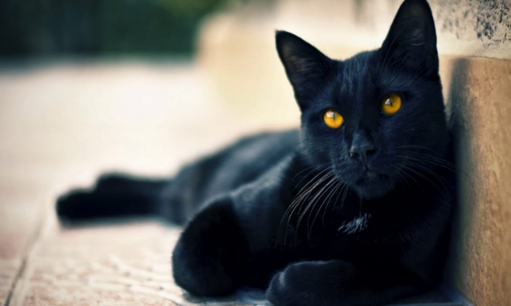 Adolescente lancia il gatto dal balcone: "Volevo vedere se cadeva in piedi" [VIDEO]