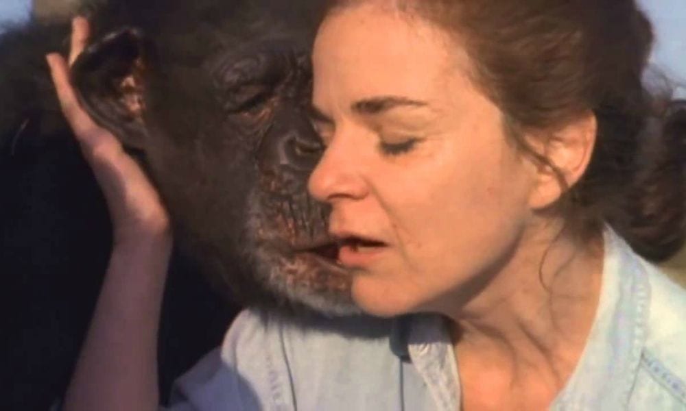 Scimpanzé ringraziano la donna che li ha salvati dal laboratorio di esperimenti