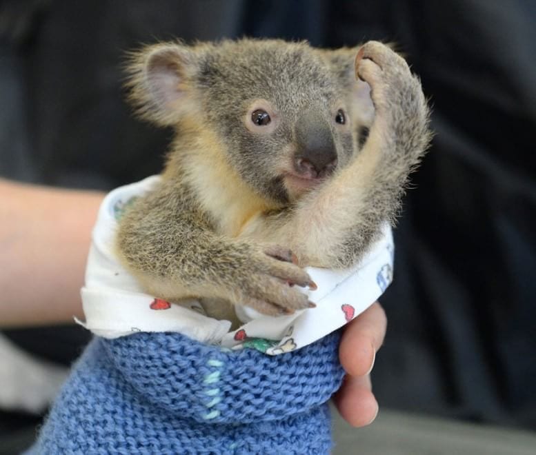 Il piccolo koala non si stacca dalla madre