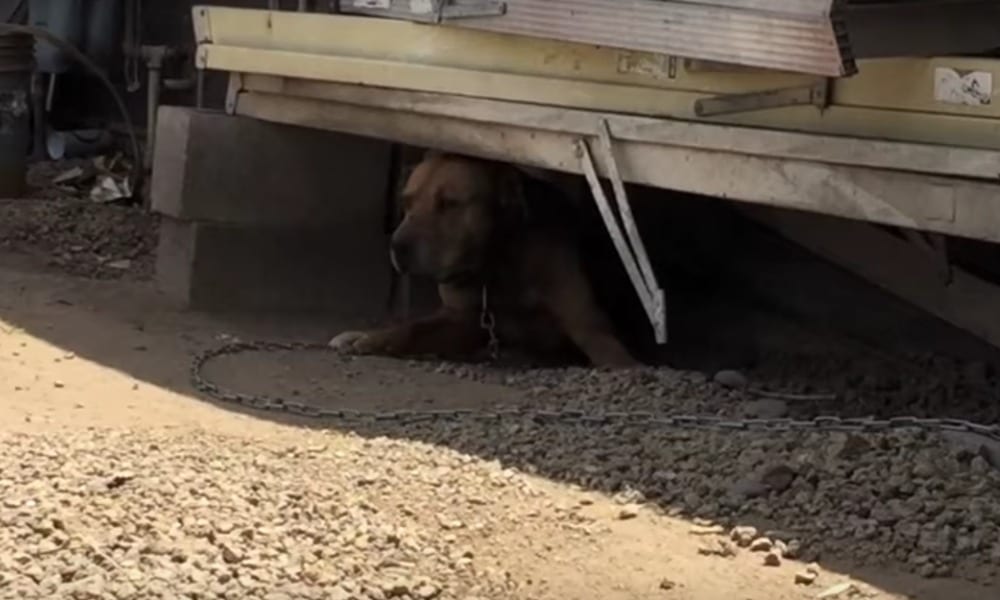 Cane in catene per 10 anni: il video della liberazione è incredibile