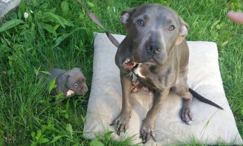 Pit Bull chiusi in cantina per 7 mesi escono alla luce del sole [FOTO]