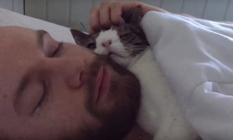 Monty, il gatto con la sindrome di Down ha un nuovo messaggio [VIDEO]